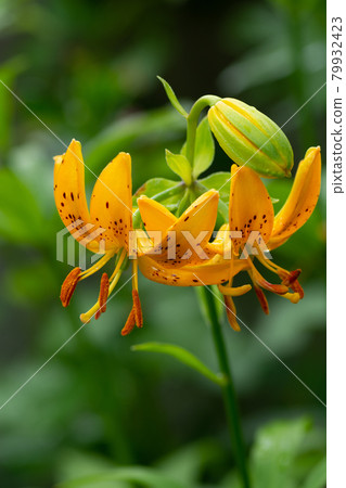 雨後的橙色百合 79932423