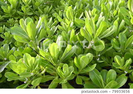 Beach naupaka Amami Oshima coastal plant Beach naupaka Amami Oshima coastal plant 79933656