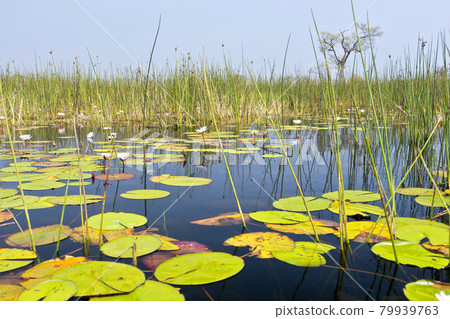 Okavango Wetlands, Okavango Delta, Botswana 79939763