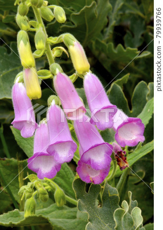 Purple Foxglove, Sierra de Guadarrama National Park, Spain . Purple Foxglove, Sierra de Guadarrama National Park, Spain . 79939766
