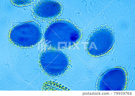 Lillium anther under Optical Microscope 79939768