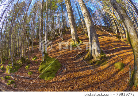Aspe Valley, Pyrenees National Park, France 79939772