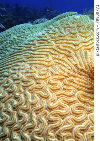 Brain Coral, Caribbean Sea, Playa Giron, Cuba Brain Coral, Caribbean Sea, Playa Giron, Cuba 79939773