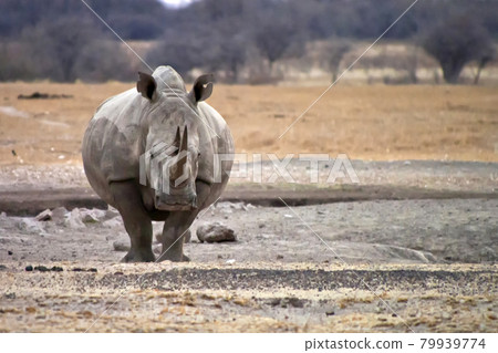 White Rhinoceros, Khama Rhino Sanctuary, Botswana White Rhinoceros, Khama Rhino Sanctuary, Botswana 79939774