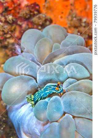 Sea Slug, Lembeh, North Sulawesi, Indonesia Sea Slug, Lembeh, North Sulawesi, Indonesia 79939776