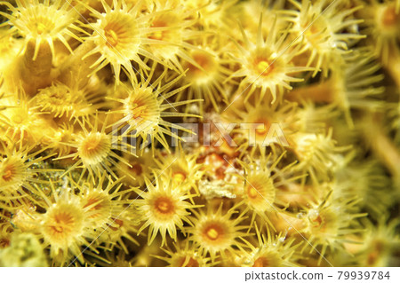 Yellow encrusting Sea Anemone, Cabo Cope Puntas del Canegre Natural Park, Spain Yellow encrusting Sea Anemone, Cabo Cope Puntas del Canegre Natural Park, Spain 79939784