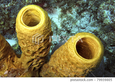 Yellow Tube Sponge, Caribbean Sea, Playa Giron, Cuba 79939805
