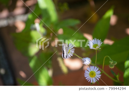 Shirozu-cho吮吸花蜜 79944294