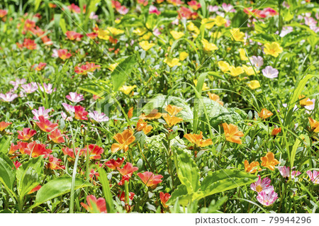 Colorful summer flowers 79944296