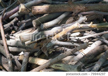 Tree branches that have been cut down and piled up Firewood 79944297