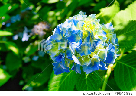 Beautiful hydrangea of Kamakura Meigetsuin 79945882