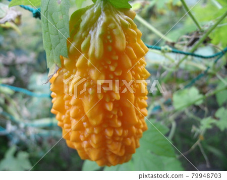Bitter gourd fruit that turned from green to orange after the harvest season 79948703