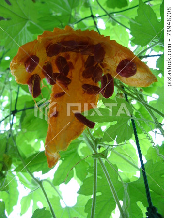 Ripe orange and torn bitter gourd fruit and red seeds from below Ripe orange and torn bitter gourd fruit and red seeds from below 79948708