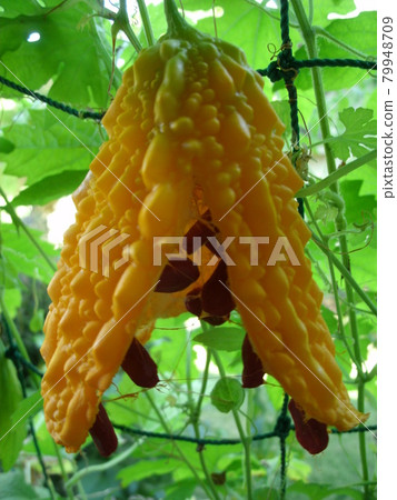Bitter gourd fruit and red seeds ripe and torn orange due to missed harvest time Bitter gourd fruit and red seeds ripe and torn orange due to missed harvest time 79948709