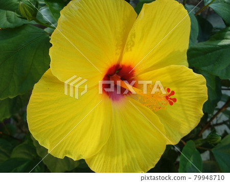 Large yellow hibiscus flower Large yellow hibiscus flower 79948710