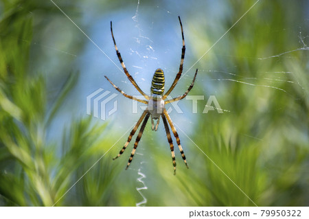 Spider Nagakoganegumo waiting for prey in a spider web 79950322