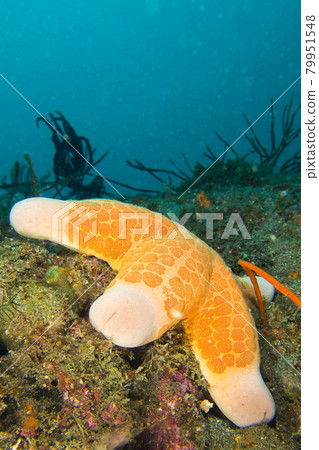 Granular Sea Star, Starfish, Lembeh, North Sulawesi, Indonesia 79951548