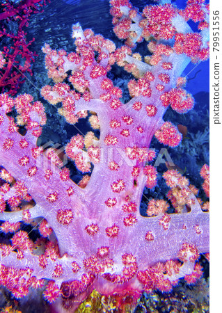 Soft Coral, Bunaken National Marine Park, North Sulawesi, Indonesia, Asia 79951556