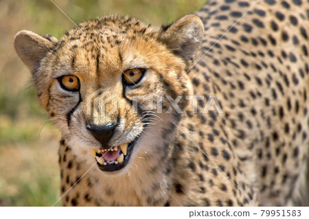 Cheetah, Wildlife Reserve, South Africa Cheetah, Wildlife Reserve, South Africa 79951583
