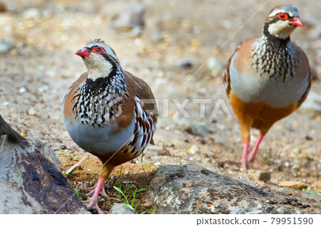 Red legged Partridge, Monfrague National Park, Spain, Europe 79951590