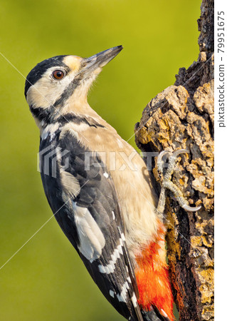 Great Spotted Woodpecker, Mediterranean Forest, Spain 79951675