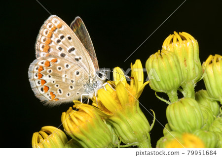 Lycaenidae Butterfly, Sierra de Guadarrama National Park, Spain Lycaenidae Butterfly, Sierra de Guadarrama National Park, Spain 79951684