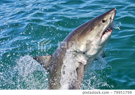 Great White Shark, Gansbaai, Western Cape, South Africa Great White Shark, Gansbaai, Western Cape, South Africa 79951799