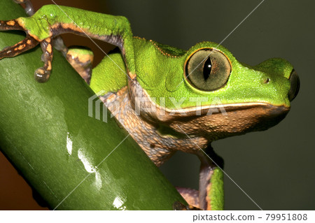 Tropical Green Frog, Napo River Basin, Amazonia, Ecuador 79951808