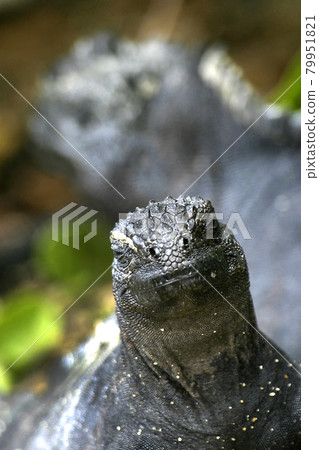 Marine Iguana, Galapagos National Park, Ecuador . Marine Iguana, Galapagos National Park, Ecuador . 79951821