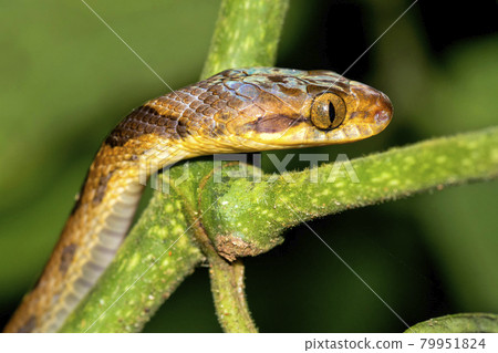 Mapepire Corde Violon, Corcovado National Park, Costa Rica 79951824