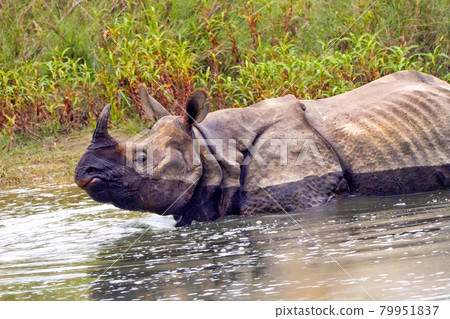.Greater One-horned Rhinoceros, Royal Bardia National Park, Nepal .Greater One-horned Rhinoceros, Royal Bardia National Park, Nepal 79951837