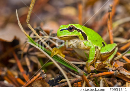 European Tree Frog, Sierra de Guadarrama National Park, Spain European Tree Frog, Sierra de Guadarrama National Park, Spain 79951841