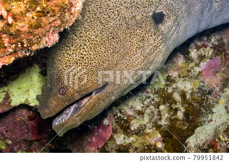 Giant Moray, Red Sea, Egypt Giant Moray, Red Sea, Egypt 79951842