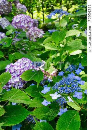 鎌倉明月院的美麗繡球花 79954231