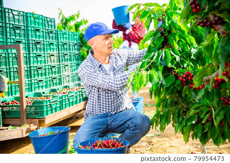Hardworking male farmer carefully picks cherries on a tree Hardworking male farmer carefully picks cherries on a tree 79954473