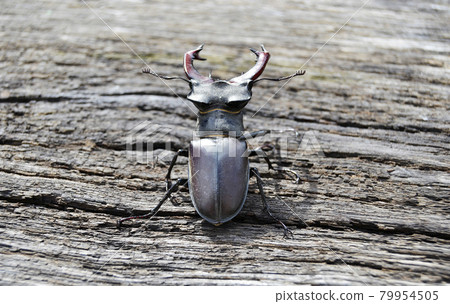 Male stag beetle with long and sharp jaws in wild forest sitting on the trunk of an oak tree Male stag beetle with long and sharp jaws in wild forest sitting on the trunk of an oak tree 79954505