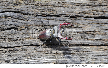 Male stag beetle with long and sharp jaws in wild forest sitting on the trunk of an oak tree Male stag beetle with long and sharp jaws in wild forest sitting on the trunk of an oak tree 79954506