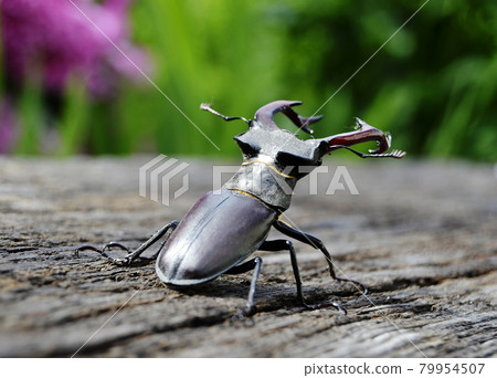 Male stag beetle with long and sharp jaws in wild forest sitting on the trunk of an oak tree Male stag beetle with long and sharp jaws in wild forest sitting on the trunk of an oak tree 79954507