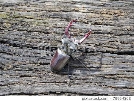 Male stag beetle with long and sharp jaws in wild forest sitting on the trunk of an oak tree Male stag beetle with long and sharp jaws in wild forest sitting on the trunk of an oak tree 79954508