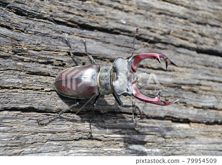 Male stag beetle with long and sharp jaws in wild forest sitting on the trunk of an oak tree Male stag beetle with long and sharp jaws in wild forest sitting on the trunk of an oak tree 79954509