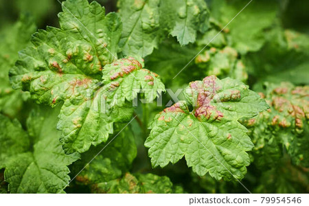 Peach leaf curl on currant leaves. Common Plant Diseases. Puckered or blistered leaves distorted by pale yellow aphids. Man holding reddish or yellowish green foliage eaten by currant blister aphids Peach leaf curl on currant leaves. Common Plant Diseases. Puckered or blistered leaves distorted by pale yellow aphids. Man holding reddish or yellowish green foliage eaten by currant blister aphids 79954546