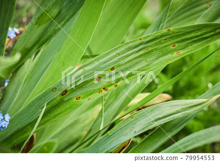 Fungal spots on leaves. Common Plant Diseases. Black spot or blotches on garden plant. Blight infected stems. Canker wounds by bacterial pathogens. Man holding foliage with brown areas and yellow halo 79954553
