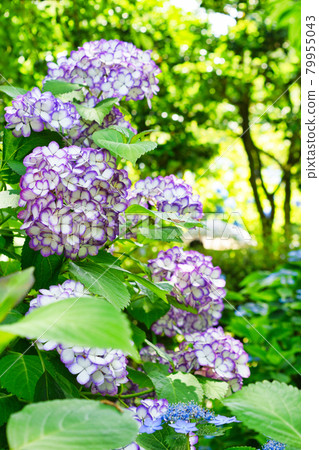 Beautiful hydrangea of Kamakura Meigetsuin 79955043