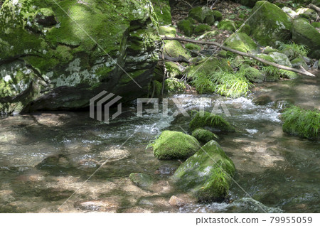Scenery of mountain stream in Nasu, Tochigi Prefecture 79955059