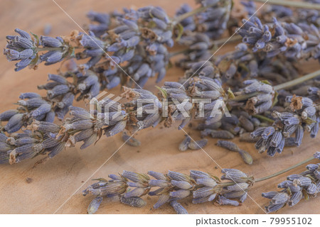 幹薰衣草百花香，樹上的干薰衣草，百花香， 79955102