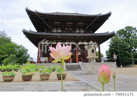 Kikoji, a lotus in full bloom in the precincts 79955175