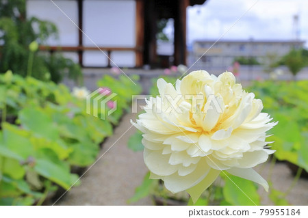 Kikoji, a lotus in full bloom in the precincts Kikoji, a lotus in full bloom in the precincts 79955184