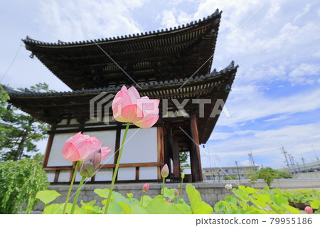 Kikoji，在地區盛開的蓮花 79955186