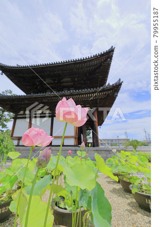 Kikoji，在地區盛開的蓮花 79955187