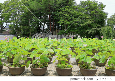 Kikoji，在地區盛開的蓮花 79955200